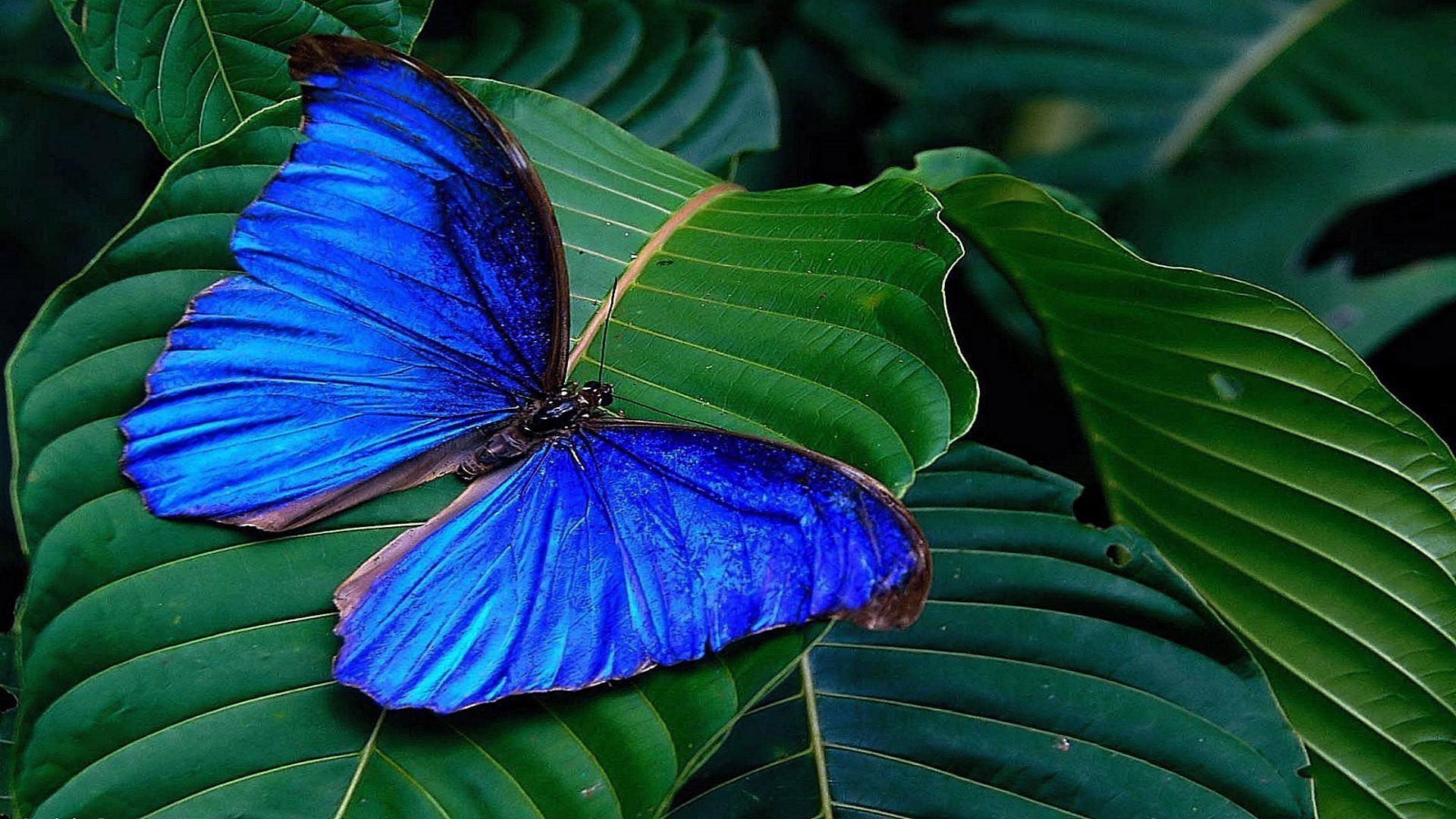 бабочка природа тропический лист лето флора экзотические цвет яркий сад на открытом воздухе цветок красивые
