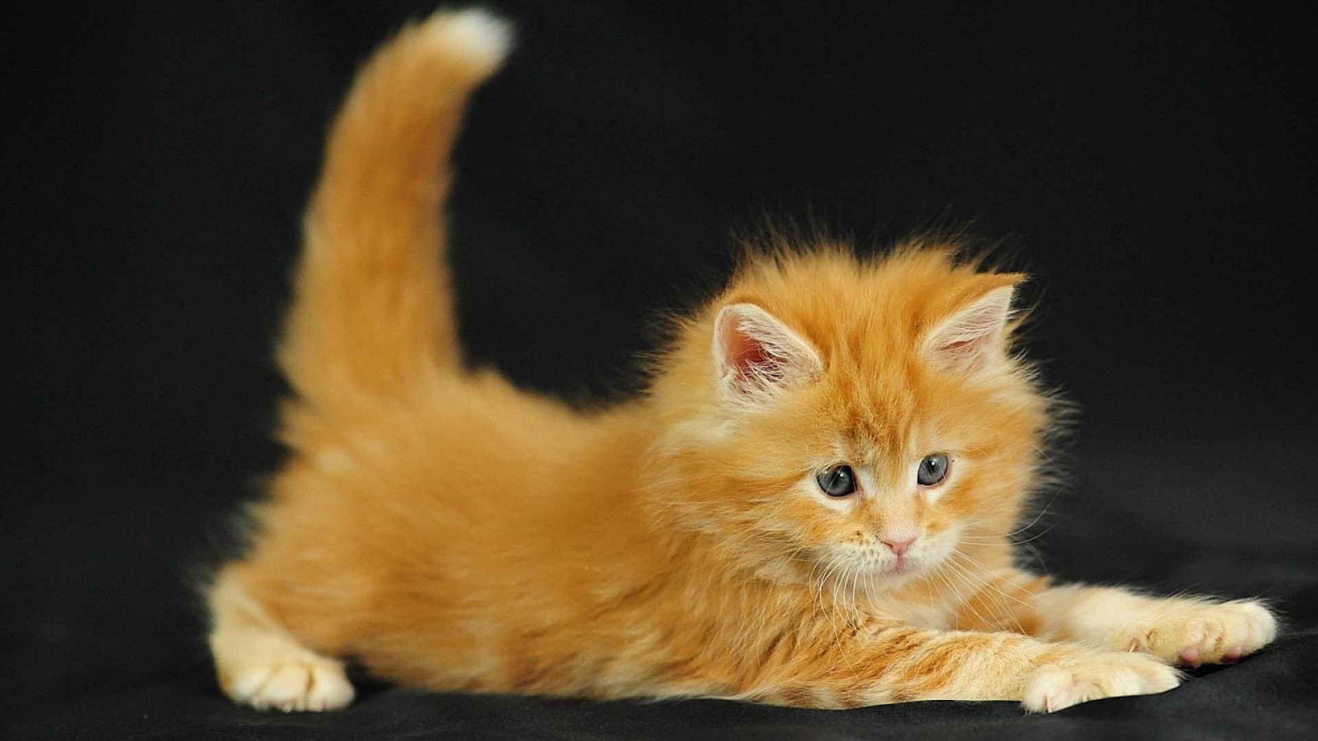 kediler kedi memeli kürk sevimli evde beslenen hayvan yavru kedi portre hayvan göz tüylü bir küçük