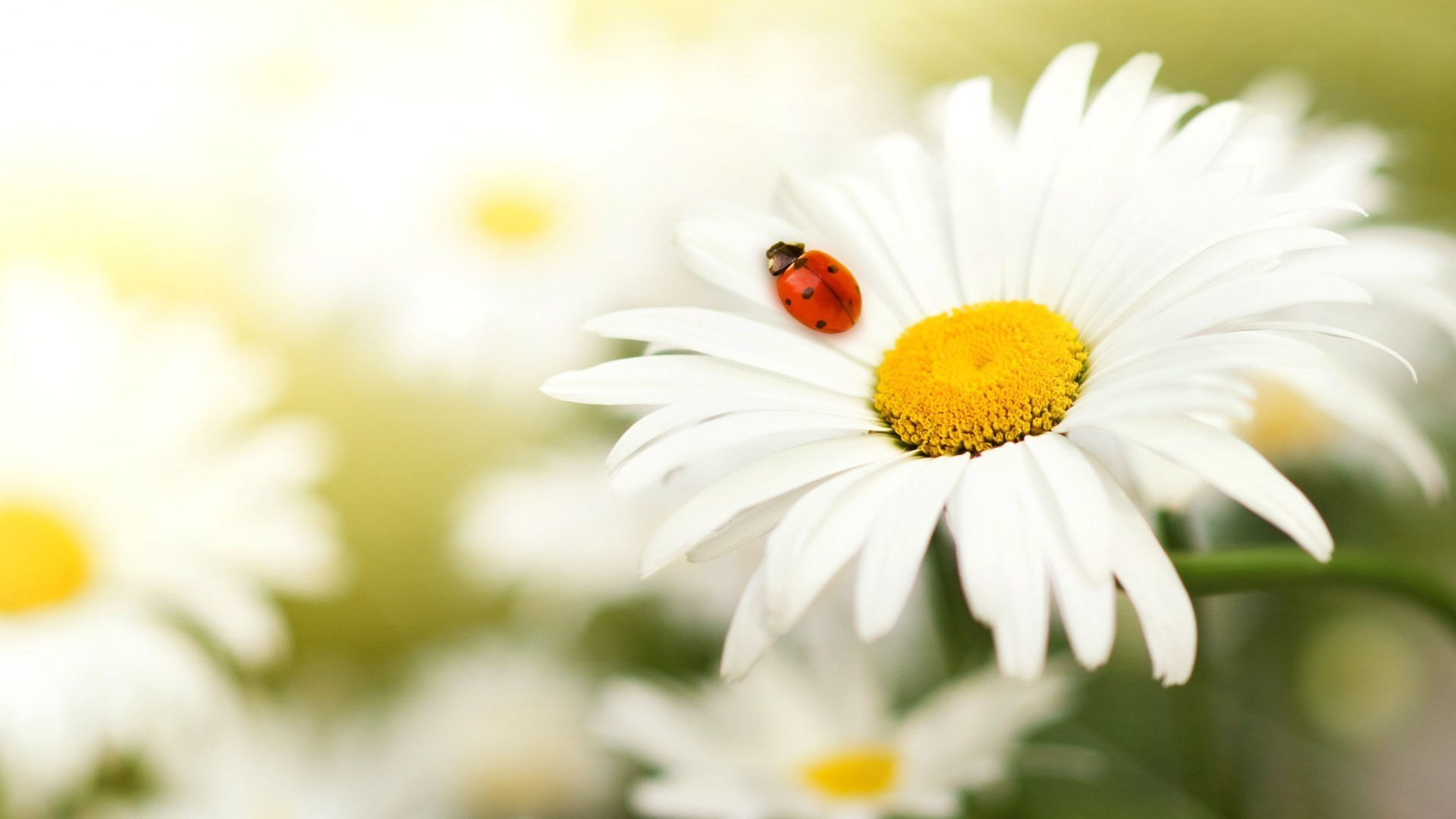 insects nature flower summer flora garden chamomile leaf field growth bright color close-up fair weather season petal beautiful