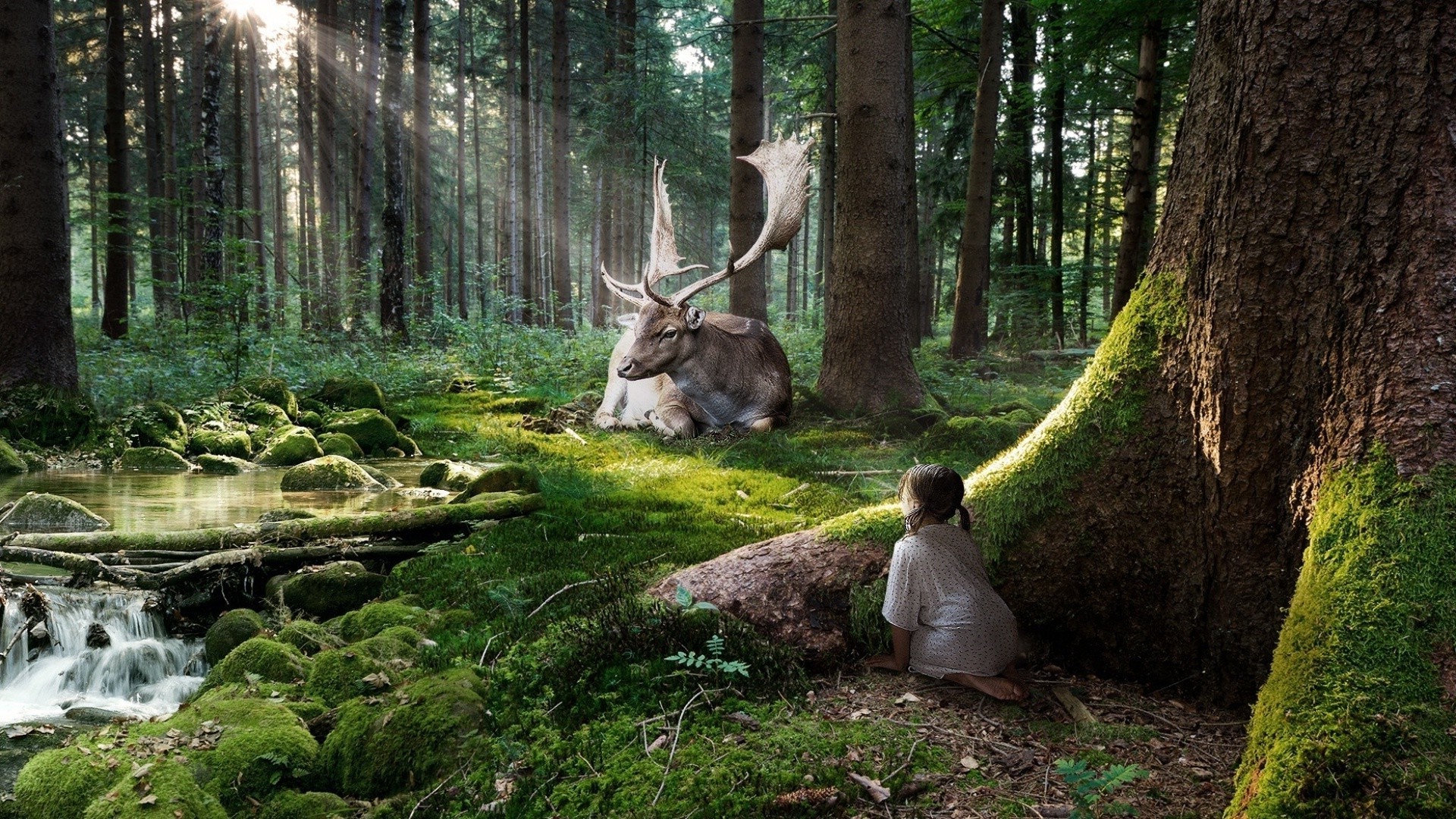 magiczne zwierzęta drewno natura drzewo park na zewnątrz dziki jeleń liść krajobraz środowisko jesień woda