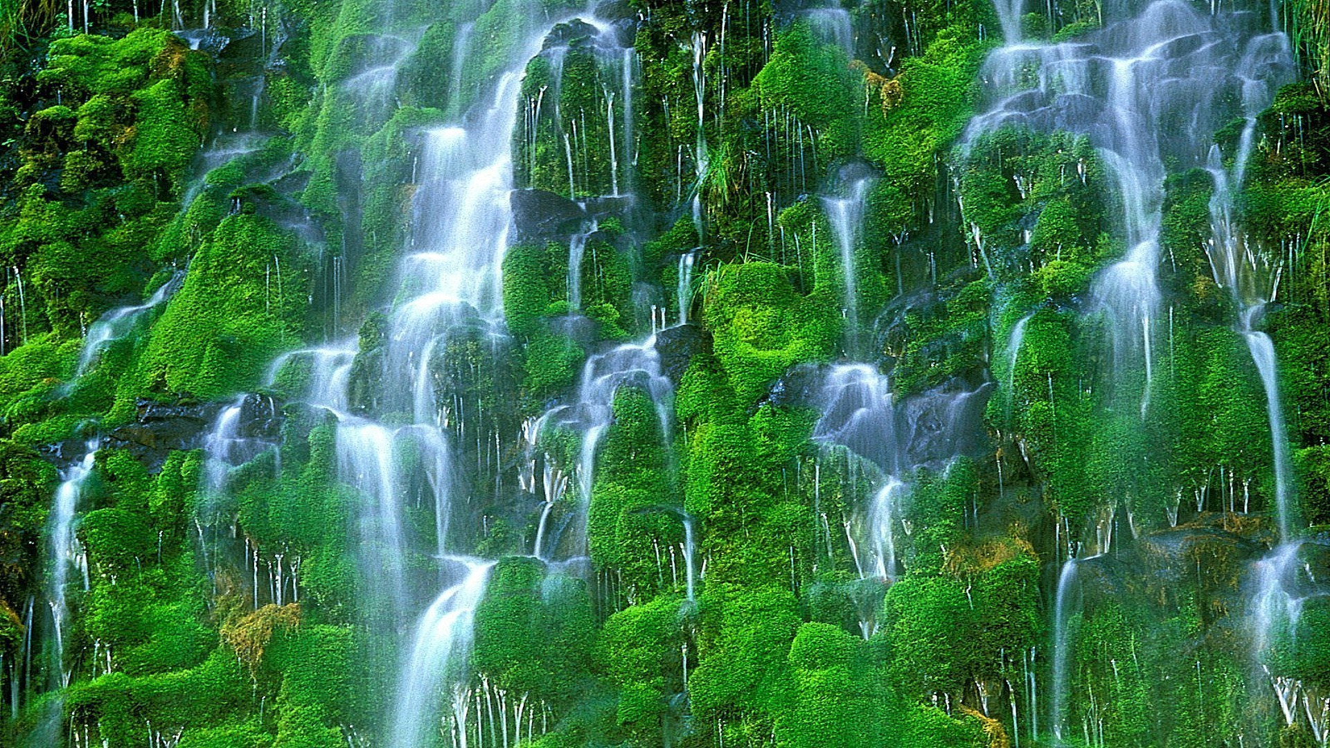 cascate natura cascata legno acqua foglia bagnato lussureggiante muschio estate ambiente pulito cascata pulito all aperto ecologia tropicale roccia selvaggio erba