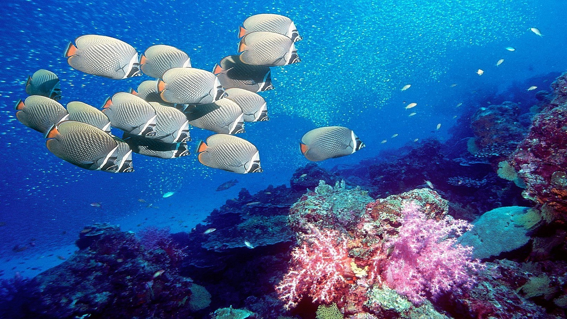 动物 水下 珊瑚 鱼 礁 海洋 海 热带 水 潜水 海洋 游泳 浮潜 水肺 景观 无脊椎动物 深 水族馆 咸水 水生 潜艇