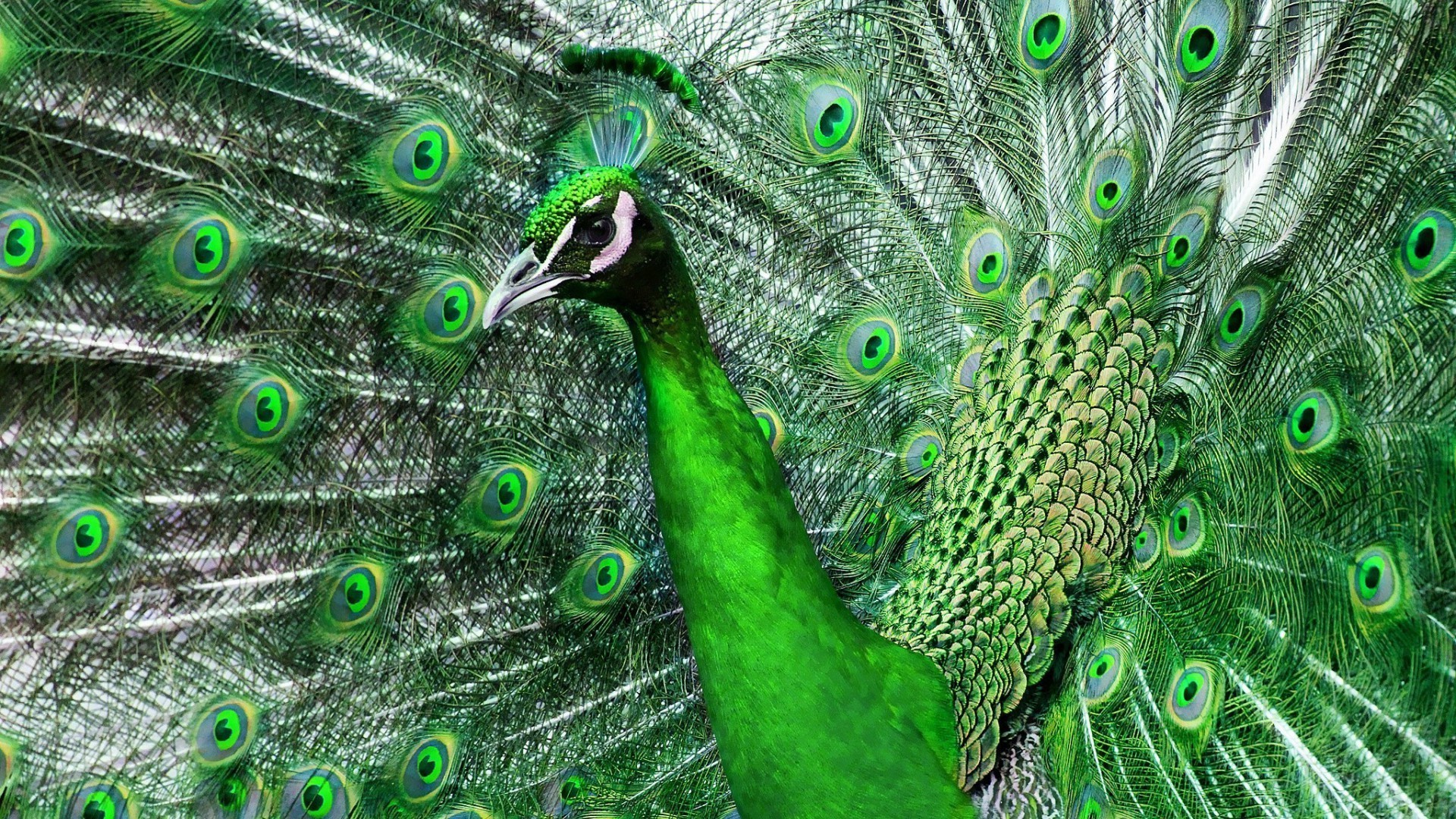 animals peacock turquoise tropical feather bird pattern nature tail desktop multi vibrant peafowl color ritual bright exhibition zoo neck animal texture