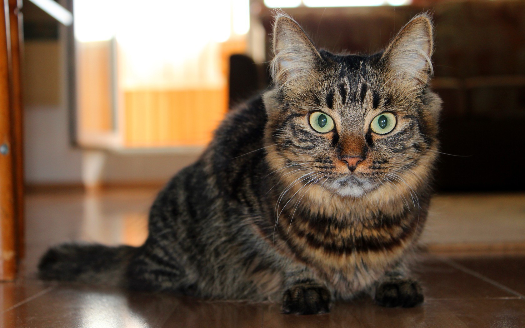 katze katze haustier porträt säugetier niedlich inländische tier kätzchen fell auge vorschau junge kind