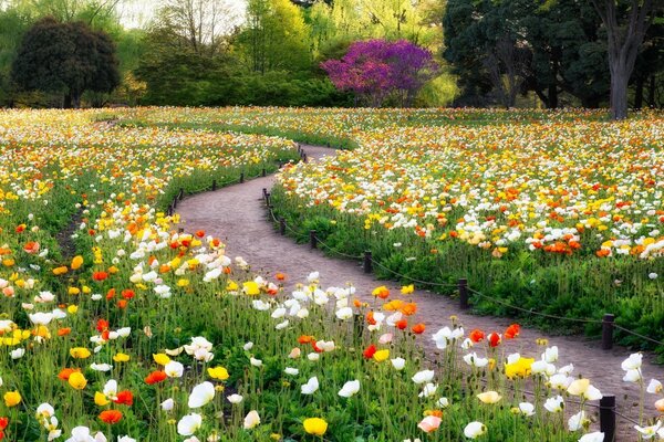 Die Straße der Hananamiti Blumen im Feld