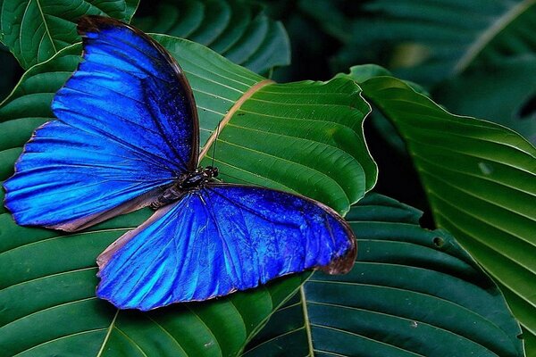 Einheit in der Natur - ein Schmetterling im Laub