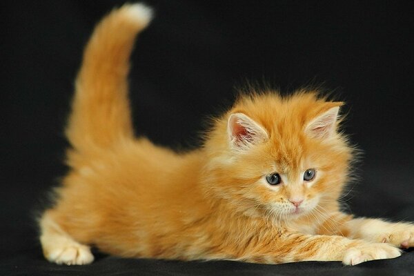 Cute ginger kitten stretches