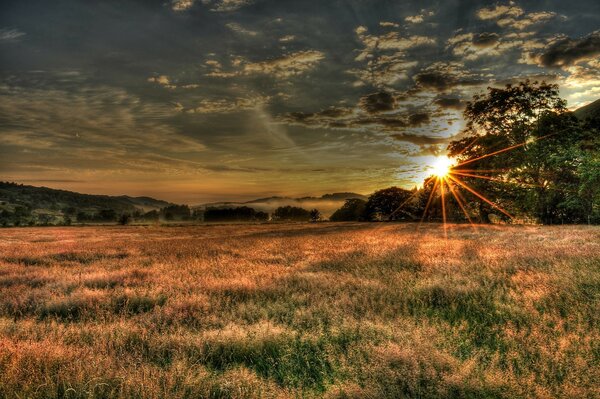 A glimpse of sunlight through the trees in the clearing