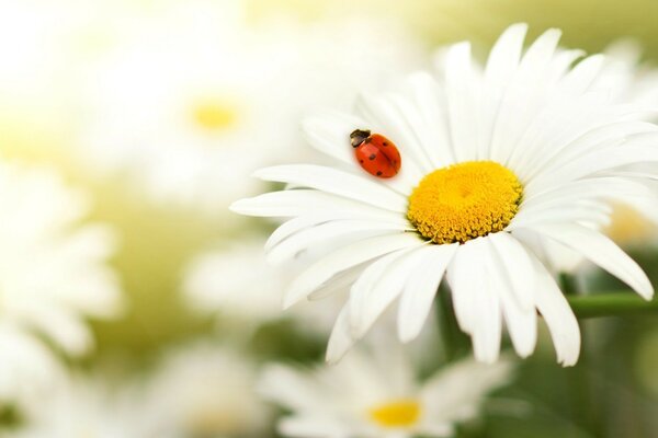 Coccinella su camomilla bianca