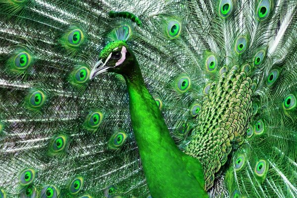 Foto di un pavone verde con una coda su tutta la cornice