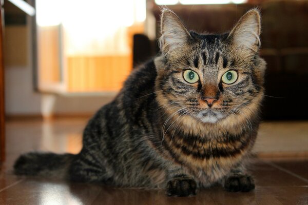 A cat with huge bulging eyes