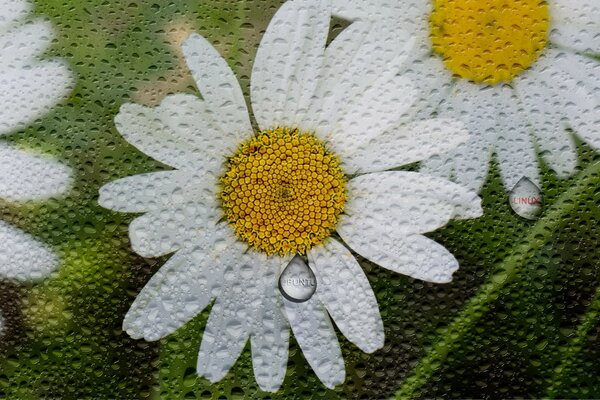 A painted daisy, a dewdrop on the petals