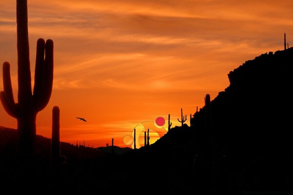 Silhouettes of nature against the sunset