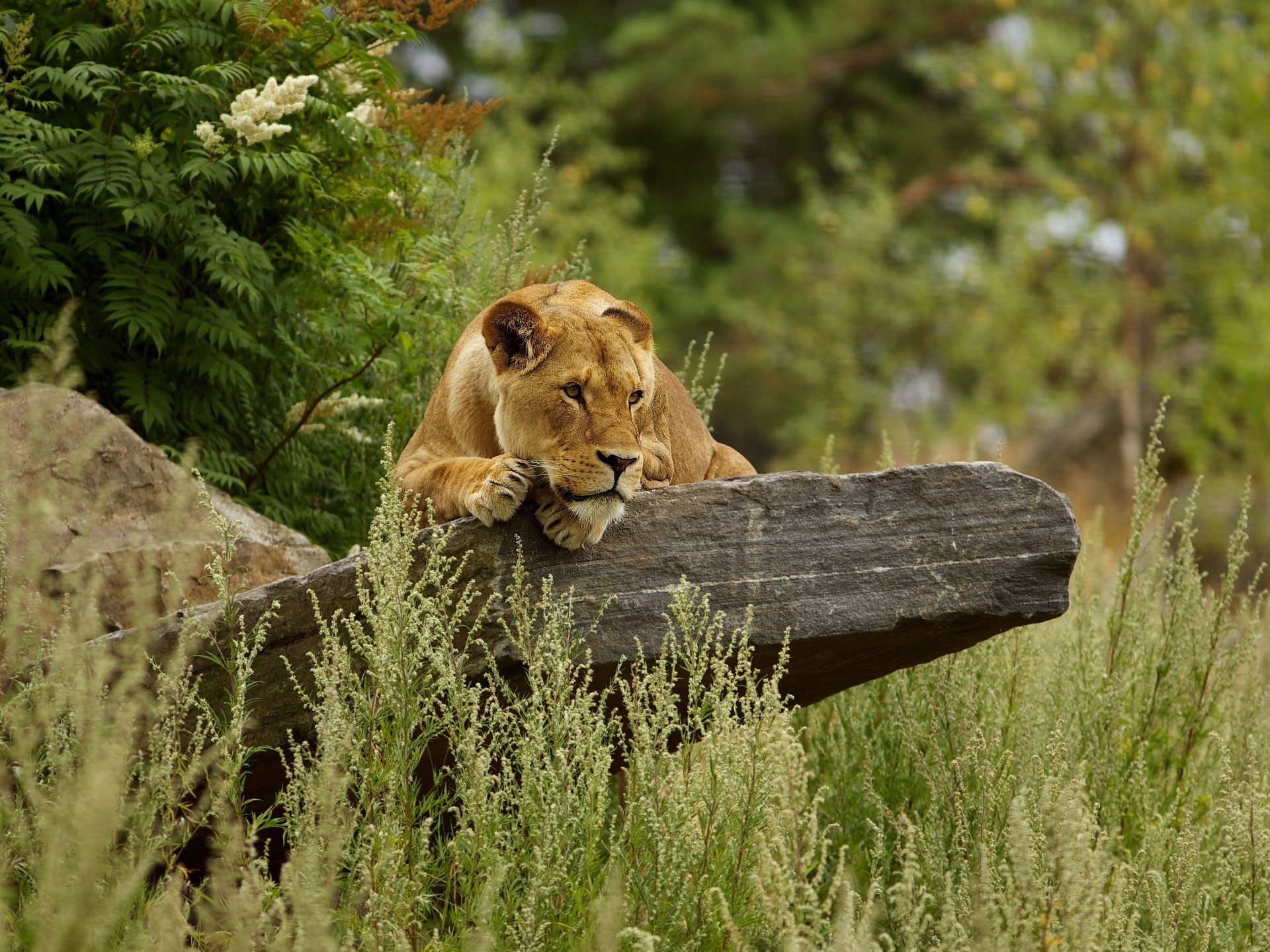 lions mammal nature wildlife grass outdoors wild cat animal park tree safari