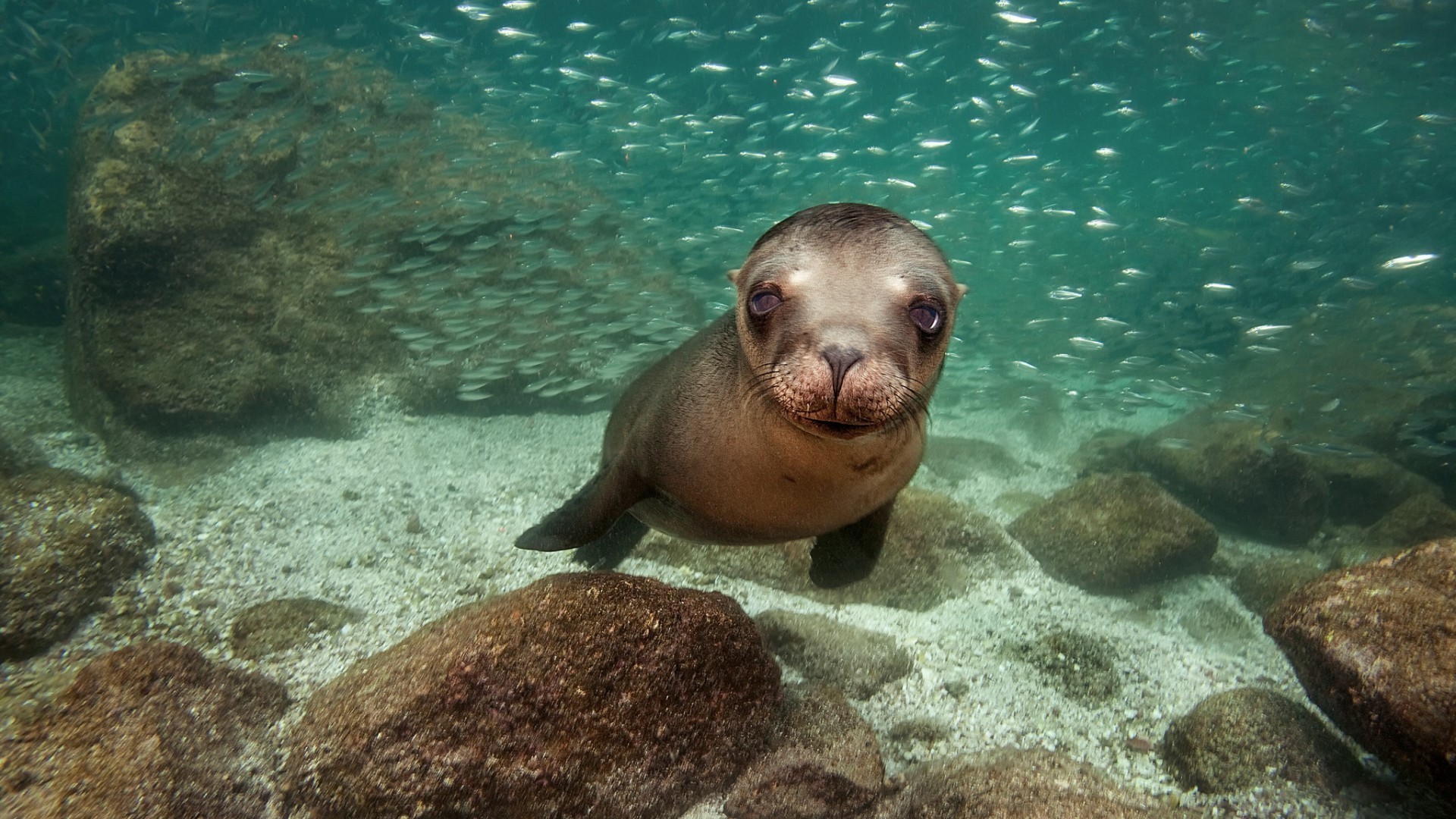 animaux sous-marin océan natation mer poissons eau faune marine récif corail plongée tropical paysage