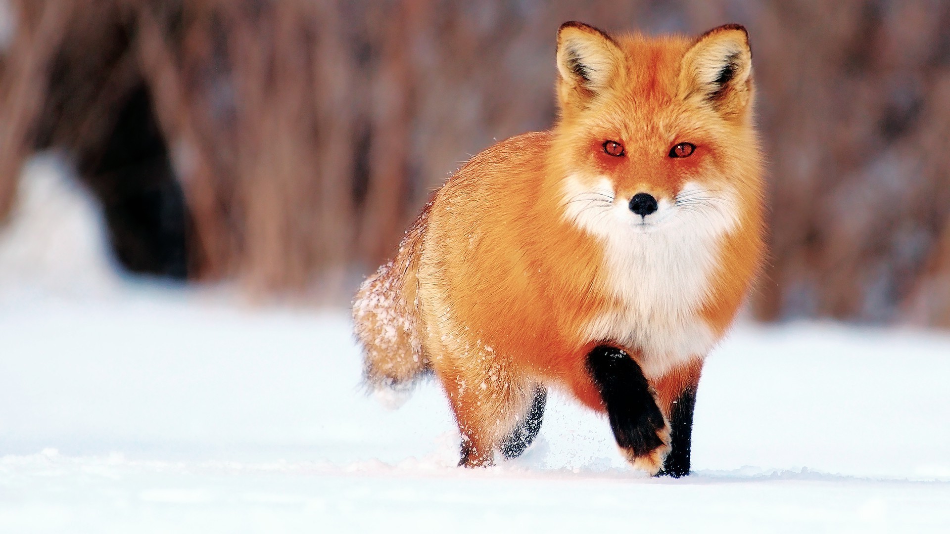 fox mammal snow winter canine animal wildlife dog cute cold