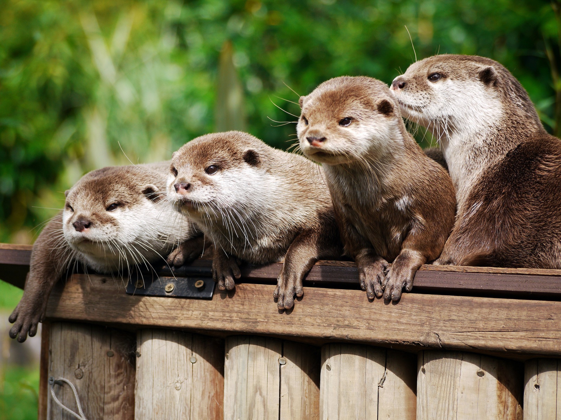 animais vida selvagem mamífero natureza animal fofa jardim zoológico selvagem ao ar livre