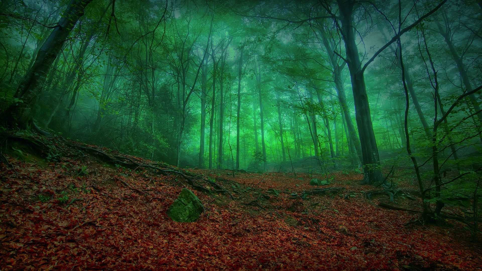 foresta legno albero foglia paesaggio autunno natura nebbia nebbia luce sunbim alba mistero parco illuminato sole lussureggiante