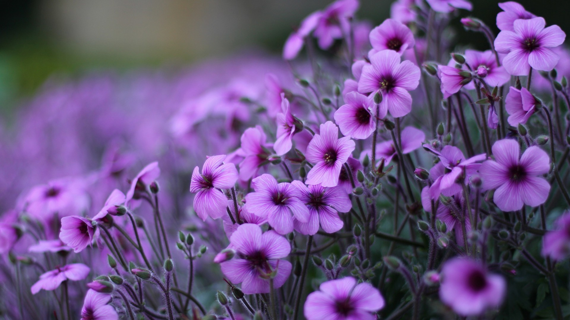 çiçekler çiçek doğa flora bahçe alan yaz çiçek açan violet yaprak çiçek petal renk çimen parlak güzel hava açık havada büyüme yakın çekim