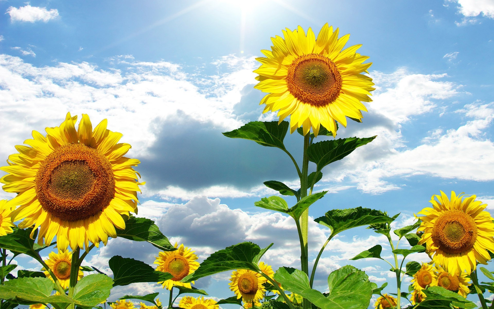 tournesols tournesol été nature flore fleur soleil feuille lumineux champ croissance beau temps ensoleillé pétale floral pollen jardin rural foin beau