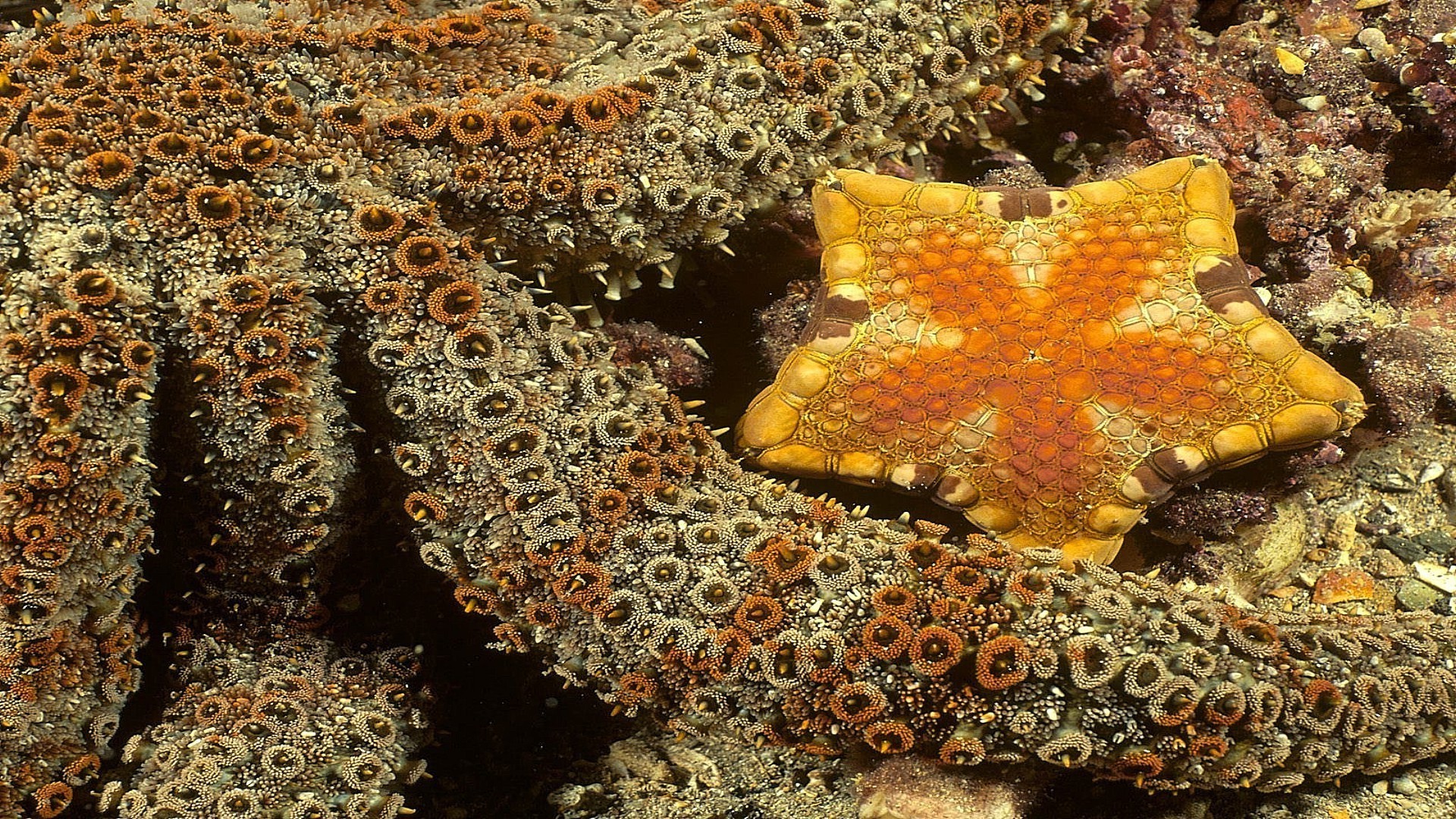 animaux sous-marin corail invertébrés poissons récif étoile de mer sous-marin échinodermes océan mer tropical marine plongée nature plongée sous-marine eau salée aquatique eau mollusques