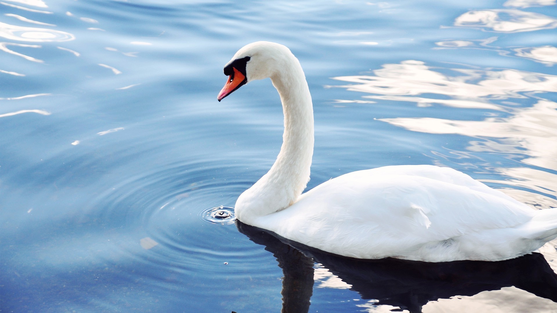 zwierzęta ptak łabędź natura woda jezioro zima na zewnątrz śnieg przyrody