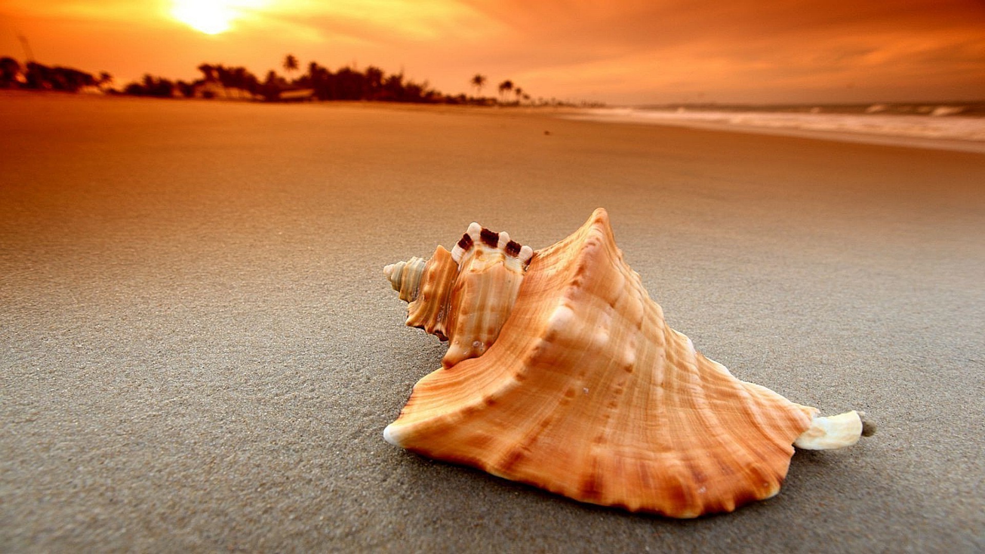 abitanti di oceani e fiumi spiaggia sabbia mare mare conchiglie oceano estate acqua conchiglia sole viaggi natura vacanze tropicale costa tramonto stelle marine costa bel tempo