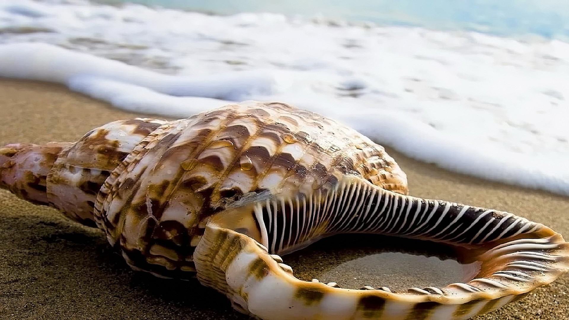 abitanti di oceani e fiumi spiaggia natura mare mare sabbia oceano acqua tropicale conchiglia conchiglie