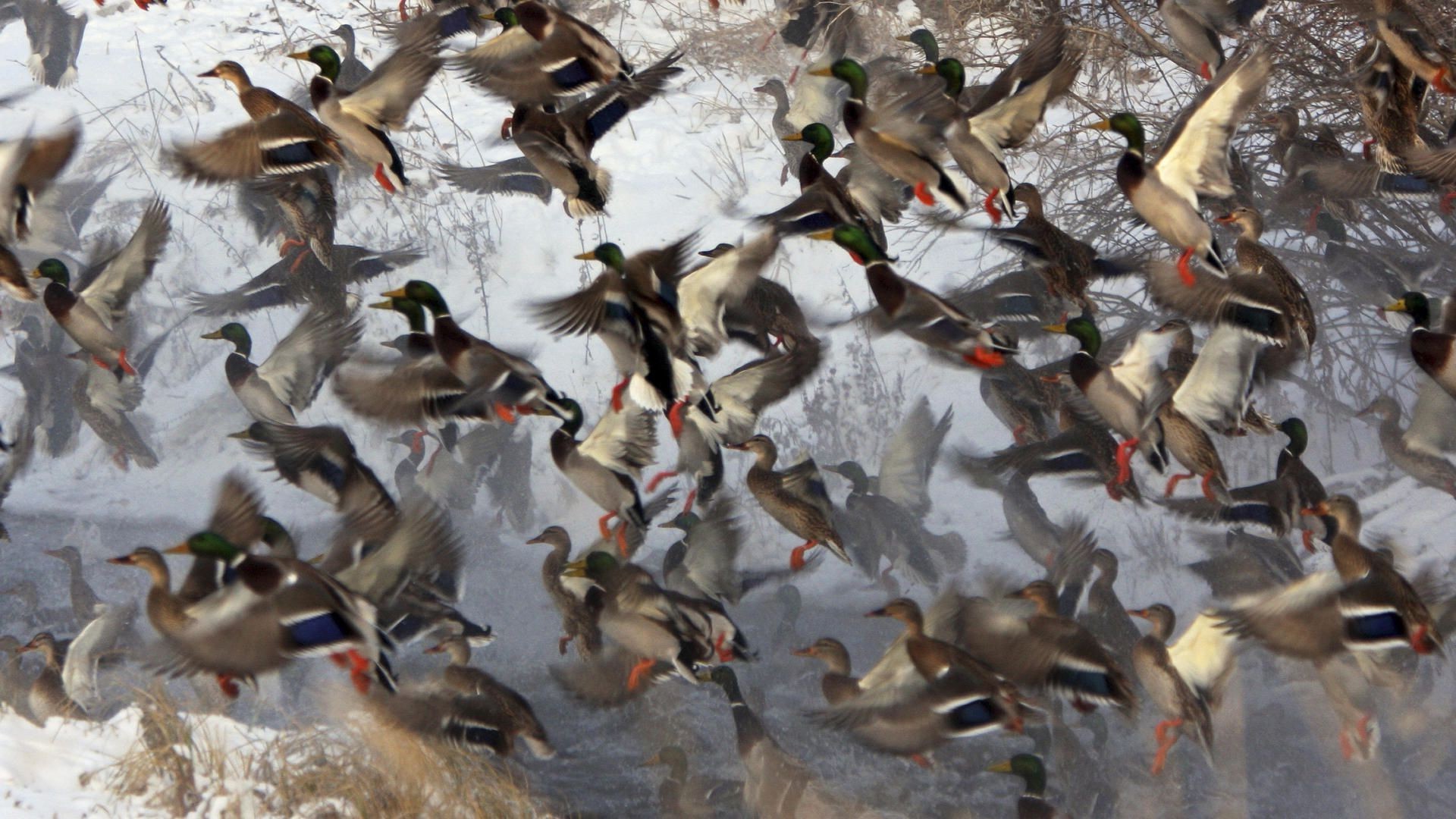 animali uccello fauna selvatica oca anatra piccione gruppo molti uccelli animale volare natura uccelli acquatici all aperto piuma gabbiani becco movimento azione acqua