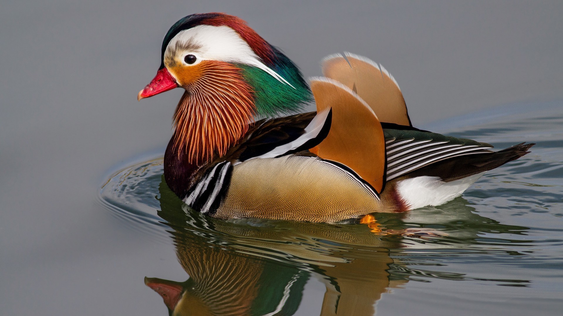 animais pato pássaro vida selvagem aves água vista lateral