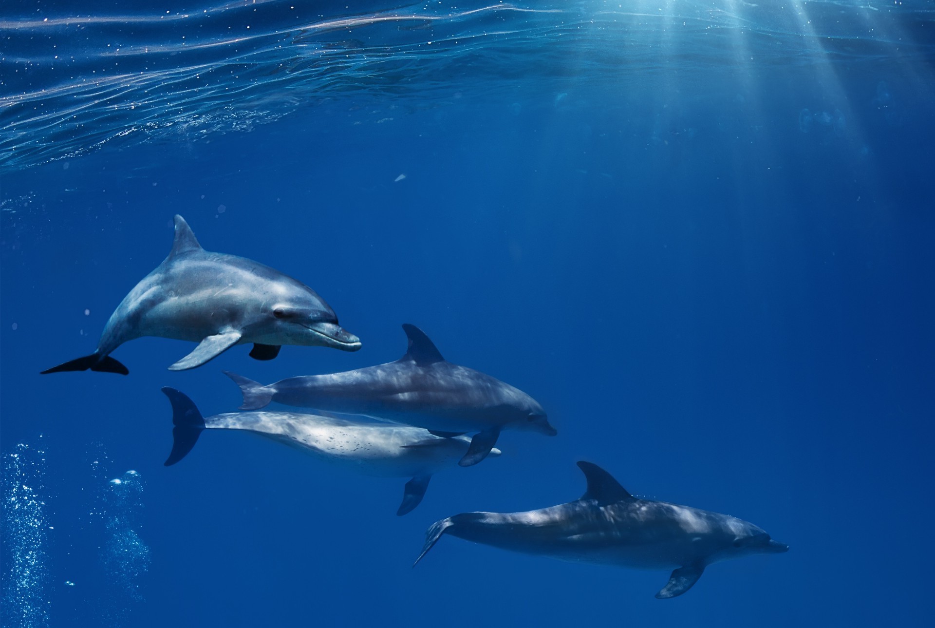 zwierzęta dmuchawy delfin wieloryb pływanie podwodna woda shark wildlife ssak ryby nurkowanie fin outdoor