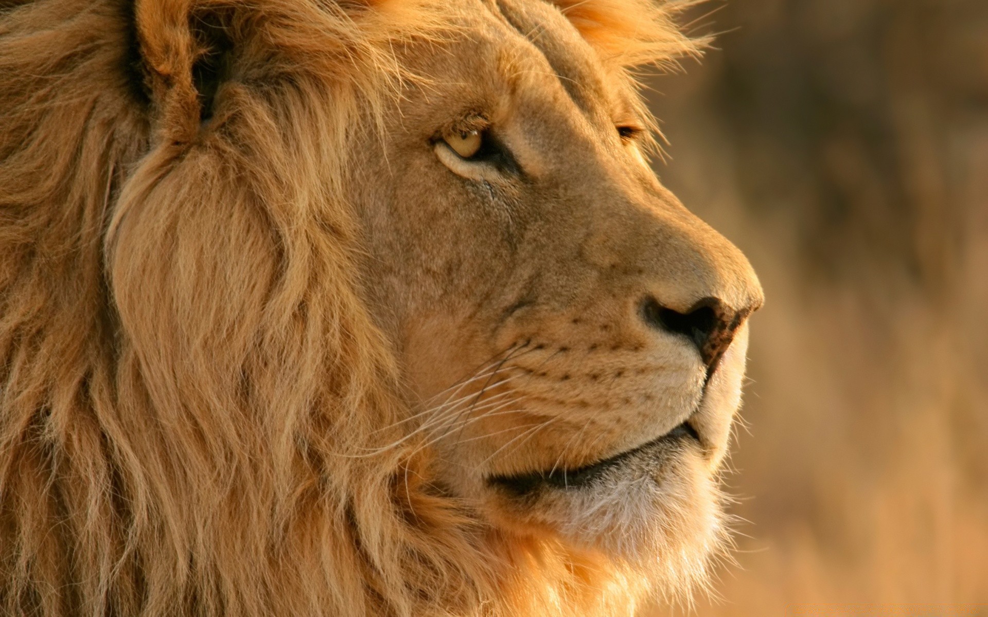 mac katze säugetier löwe tierwelt tier fell manet porträt safari raubtier natur wild jäger zoo auge haar