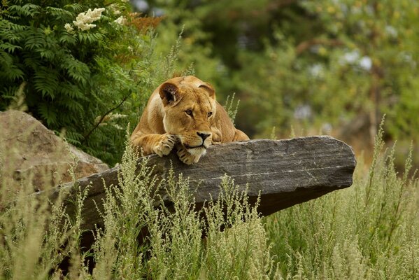 A wild lioness is lying on a rock