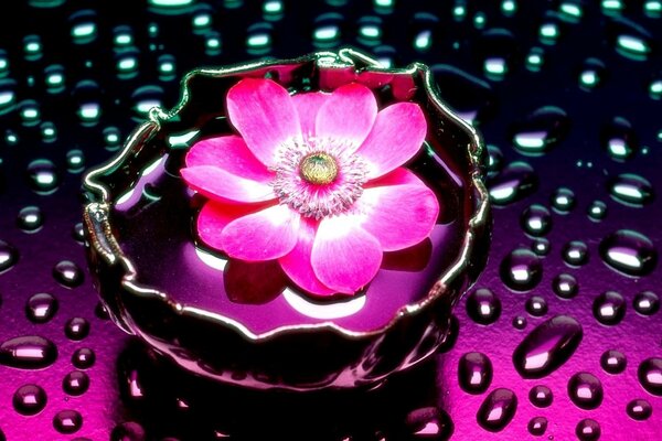 Flor rosa iluminada com gotas