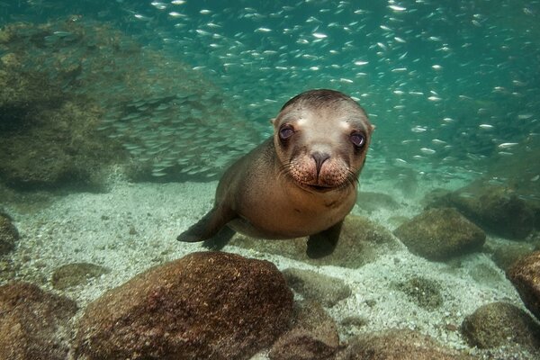 Un pequeño Seal bajo el agua