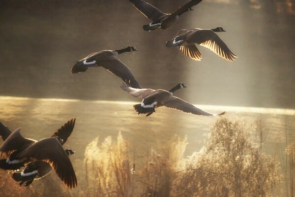 Los patos que vuelan a los bordes cálidos