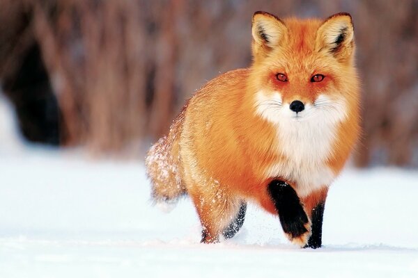 The red-haired sly one runs through the white snow