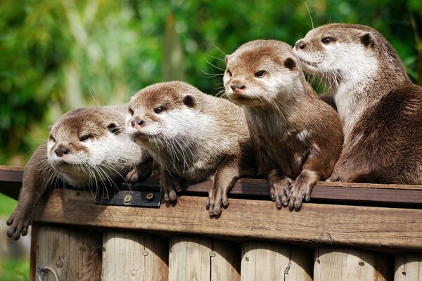 A family of four Asian footless otters