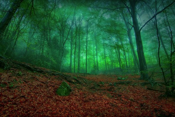 Niebla verde en el bosque denso