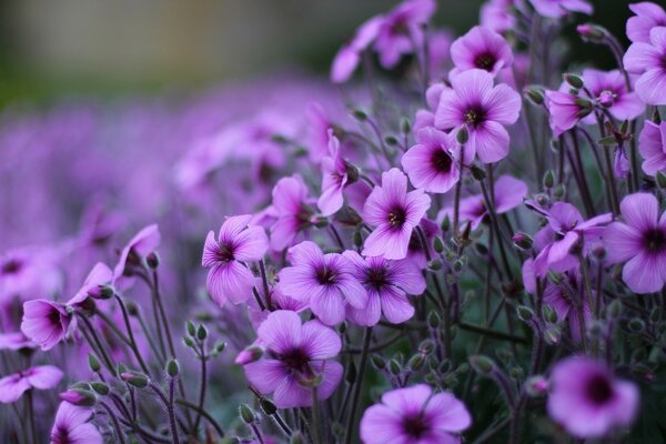 Flora Natur Blume im Garten