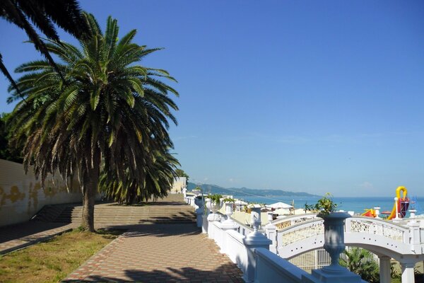 Beautiful picture on the beach with a palm tree