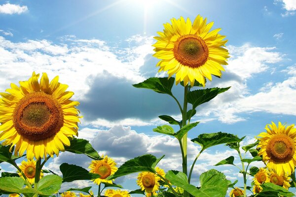 Tres girasoles bajo las nubes