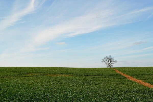 Ein riesiges grünes Feld, das über den Horizont hinausgeht