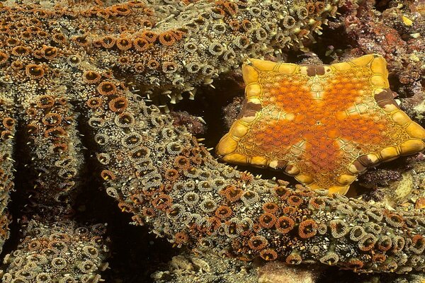 Tentáculos de pulpo y estrella amarilla