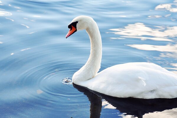 Weißer Schwan auf dem Wasser