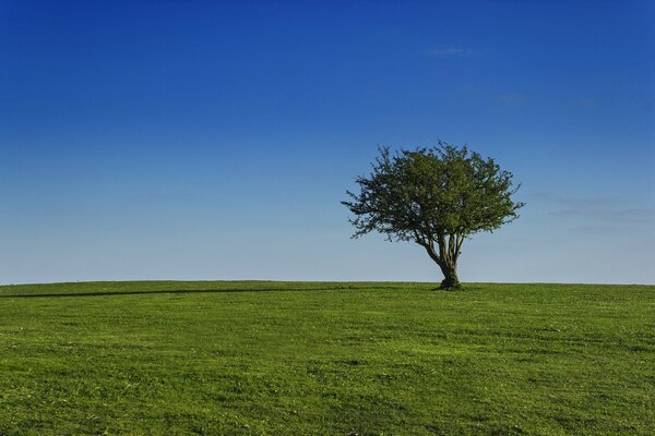 Ein grüner Baum in der Mitte eines grünen Feldes