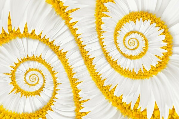 Bright spiral summer abstraction based on daisies