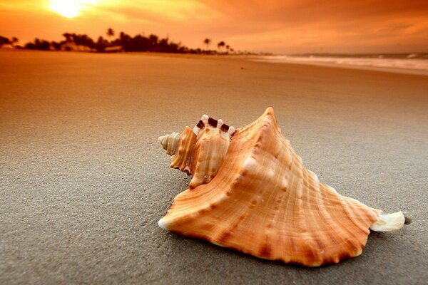 A seashell on a sandy beach at sunset