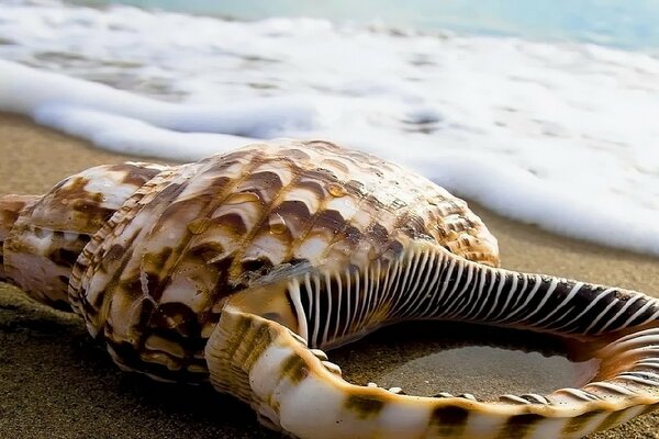 A big shell on the ocean