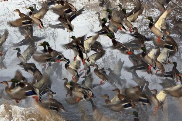 Un branco di anatre è arrivato in inverno